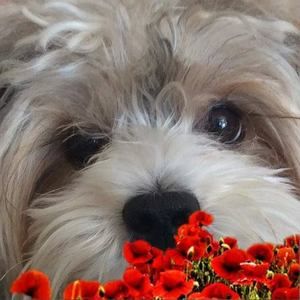 Meet your Posher, Beverley